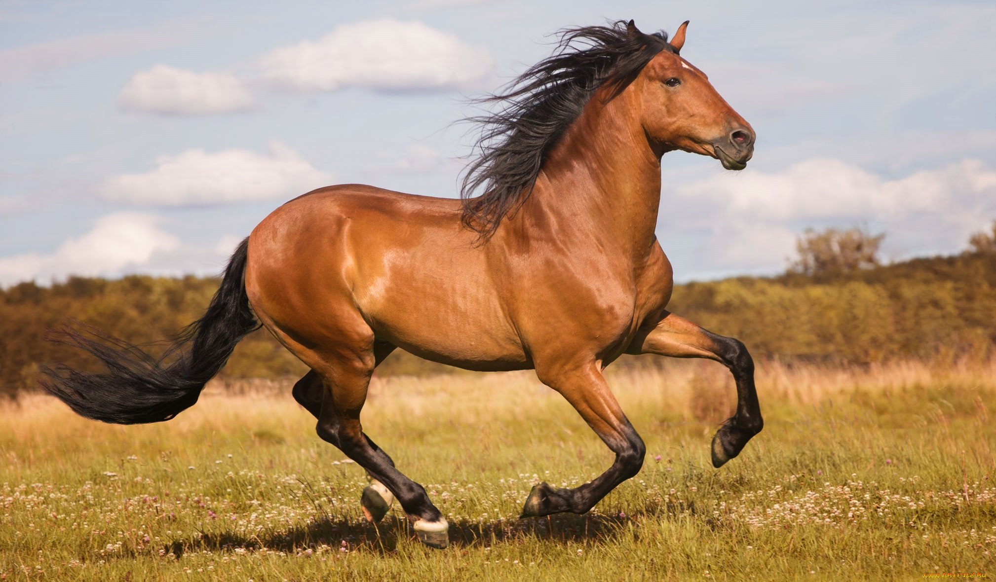 животные, лошади, конь, гнедой, бег, движение, галоп, скачет, грация, мощь,...